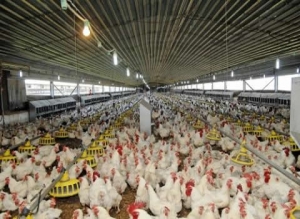 Côte d&#039;Ivoire : Ouverture d&#039;une usine de d’aliment de bétail à Yamoussoukro, 4 mds d&#039;investissement