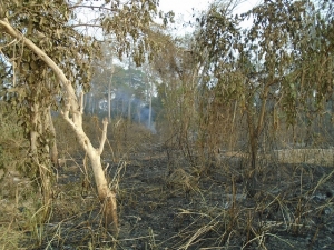 La forêt sacrée après le passage du feu (Photo AIP)