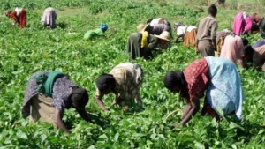 Côte d’Ivoire : la BAD mobilise 14 millions de dollars en faveur de petits producteurs d’une région du centre