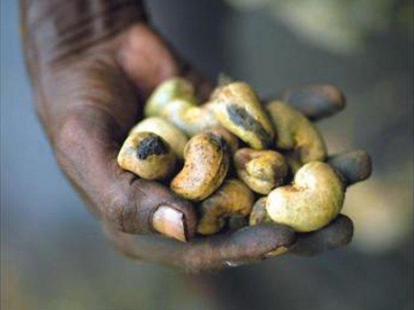Côte d&#039;Ivoire : Une usine de transformation d&#039;anacarde à Dabakala, 1,3 milliard d&#039;investissement