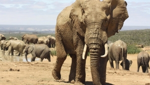 Côte d&#039;Ivoire : Les collectivités territoriales s’instruisent sur la biodiversité