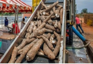 Construction prochaine de 4 usines de transformation de manioc dans le Gbêkê