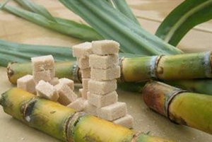 Côte d&#039;Ivoire : Lancement d&#039;un projet création de plus de 3000 hectares de canne à sucre à Zuénoula