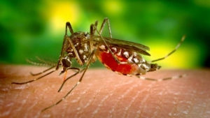 Coronavirus - Journée Mondiale du paludisme : Les Etats-Unis restent mobilisés dans la lutte contre le paludisme