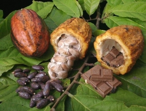 Dossier-Agriculture : L’introduction de gros arbres dans les champs de cacao pourrait préserver le cacaoyer des changements climatiques