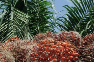 Un partenariat en faveur de producteurs d’huile de palme en Côte d’Ivoire