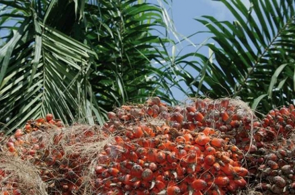 Un partenariat en faveur de producteurs d’huile de palme en Côte d’Ivoire