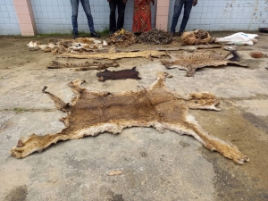 Côte d’Ivoire : Deux présumés trafiquants d’animaux arrêtés