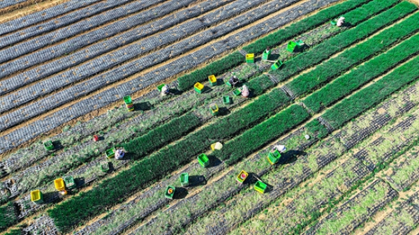 Modernisation de l'agriculture et revitalisation rurale : pour la construction d'une puissance agricole