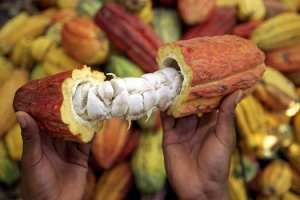 Mévente du cacao ivoirien : Les producteurs accusent les multinationales
