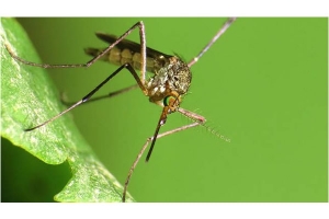 Propagation du virus Virus : Pourquoi l’Afrique n’est pas à l’Abri ? Explications