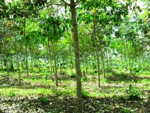 Côte d&#039;Ivoire : opération « une école, une parcelle agro pastorale »