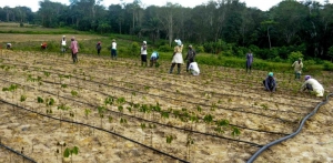 Côte d’Ivoire /Yamoussoukro : le premier pôle agro-industriel financé par la BAD