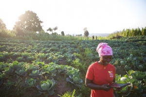 Jeunes africains et opportunités du secteur agricole : huit millions d&#039;emplois stables d&#039;ici 2020, selon une étude