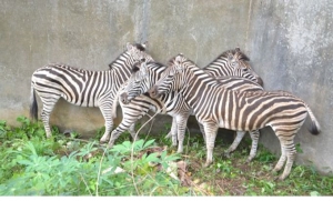 Zoo d’Abidjan : Un des quatre zèbres importés d’Afrique du Sud est mort
