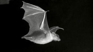 Une chauve souris (image d&#039;archive) 