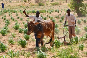 Niger : la BAD accorde un prêt de 127 millions de dollars pour désenclaver les zones agropastorales à l’est du pays