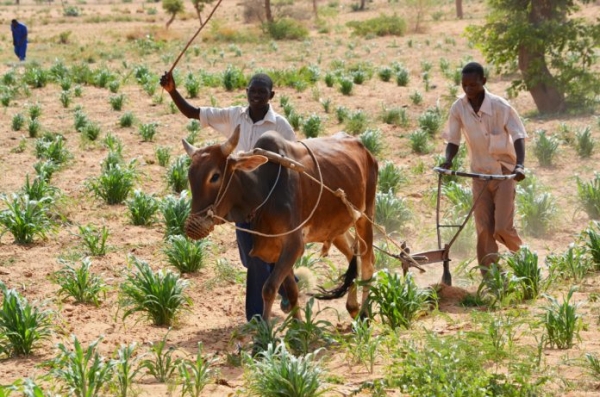 Niger : la BAD accorde un prêt de 127 millions de dollars pour désenclaver les zones agropastorales à l’est du pays