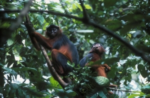 Contribution/Tourisme : A la découverte des patrimoines UNESCO en Côte d’Ivoire