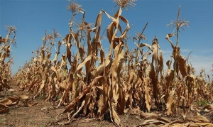 Dossier-Sécheresse : Entre inflation et catastrophes, la Côte d’Ivoire durement frappée par El Niño