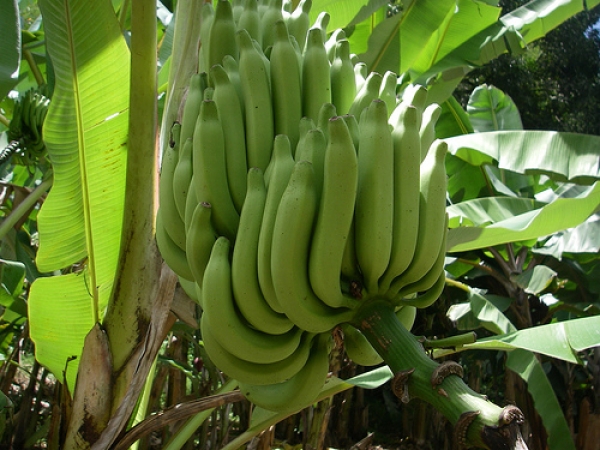 Compagnie fruitière va investir 7 milliards pour accroître la production de banane bio en Côte d’Ivoire