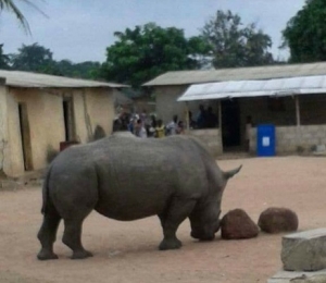Le rhinoséros tueurs dans le village de Frondobo