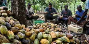 Règlement européen sur la déforestation : l’Union Européenne sensibilise les acteurs du secteur du cacao ivoirien