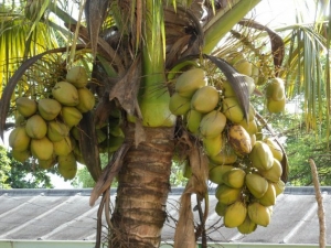 Un cocotier (Image d&#039;archives) 