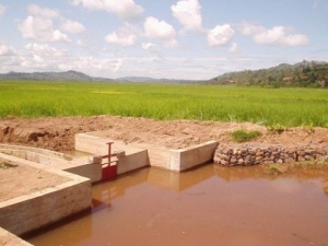 Côte d&#039;Ivoire : Le barrage hydro-agricole de Kafiné (Niakara), un trésor de la culture céréalière inexploité