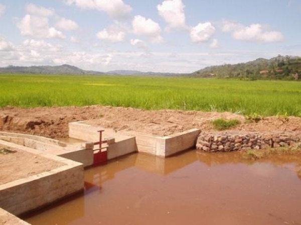 Côte d&#039;Ivoire : Le barrage hydro-agricole de Kafiné (Niakara), un trésor de la culture céréalière inexploité