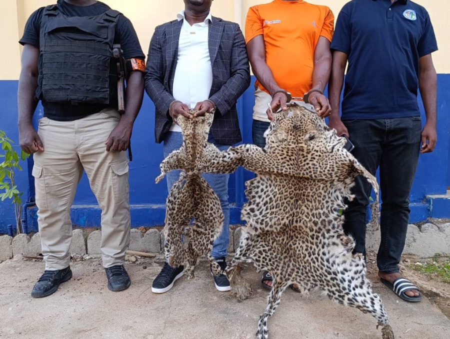 Côte d'Ivoire : deux individus interpellés pour trafic de peaux de panthères et de vautours à Bouaké