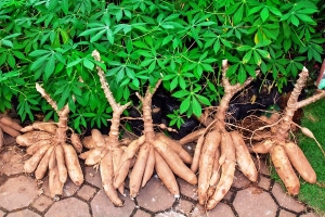 Le manioc : un met à variantes multiples