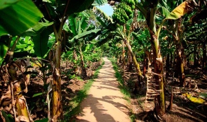 Le bio-pesticide NECO à l’épreuve de la vulgarisation (Feature)