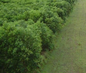 Côte d’Ivoire :Un opération de délimitation des territoires villageois à Tiassalé