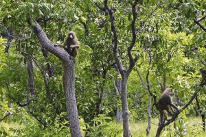 Côte d&#039;Ivoire : On va répertorier les espèces du Parc national de la Comoé