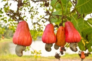 Premier producteur mondial d&#039;anacarde : La Côte d’Ivoire va détrôner l’Inde en 2017