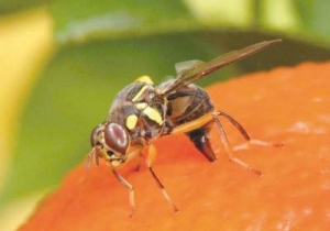 Côte d’Ivoire : La mouche des fruits, un véritable casse tête pour les producteurs de mangue