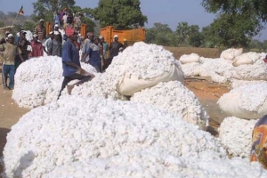 Côte d’Ivoire : Le bassin cotonnier ivoirien reparti désormais en 18 zones