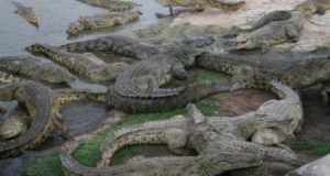 Côte d’Ivoire / Lac aux caïmans de Yamoussoukro : 23 ans après Houphouët, qu’en reste-t-il ?