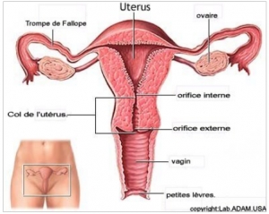 Côte d&#039;Ivoire :  Abengourou et Korhogo en campagne contre le cancer de l’utérus