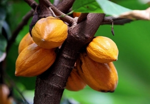 Côte d’Ivoire : Le swollen shoot à la base de la baisse de la production cacaoyère à Vavoua